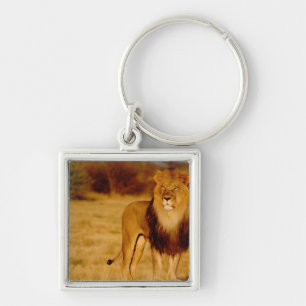 Porte-clés Afrique, Namibie, Okonjima. Lion mâle solitaire