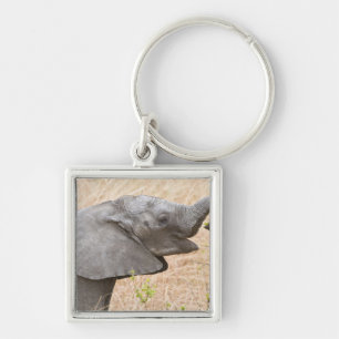 Porte-clés Afrique. Tanzanie. Jeune éléphant à Tarangire