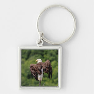 Porte-clés Aigle de Bald sur une branche
