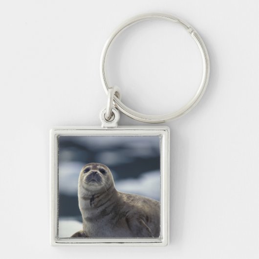 Porte-clés Alaska, région du sud-est Phoque commun sur glace (Devant)