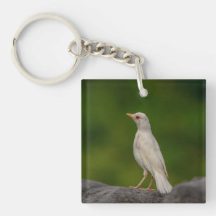 Porte-clés Albino Robin dans Crown Point