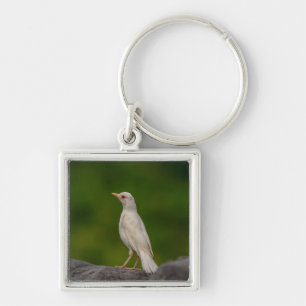 Porte-clés Albino Robin dans Crown Point