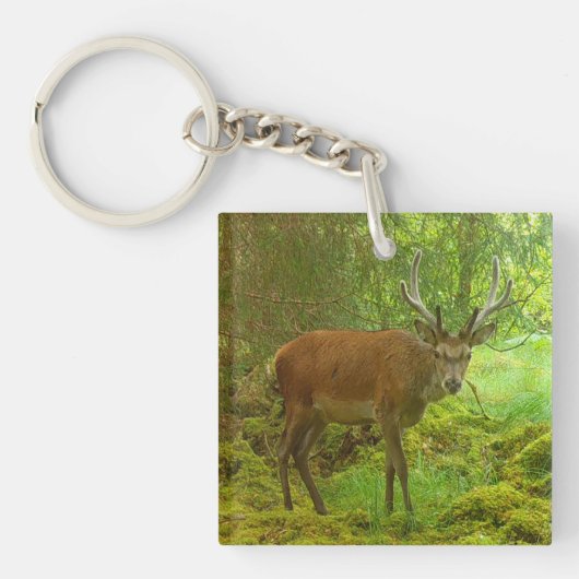 Porte-clés Alerte Cerf Élan Faune Nature Écosse (Devant)