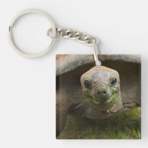 Porte-clés Alimentation Aldabra Tortoise