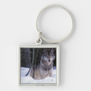 Porte-clés Amérique du Nord, Canada, Est du Canada, Loup gris