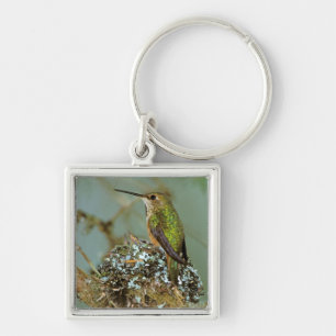 Porte-clés Amérique du Nord, États-Unis, Alaska. Colibri à go