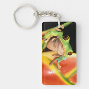 Porte-clés Amérique du Sud, Équateur, Amazonie. Grenouille ar