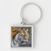 Porte-clés Amur tiger (Devant)