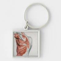 Anatomie humaine ; Muscles du torse et de l'épaule