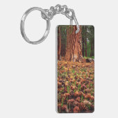 Porte-clés Ancien arbre de Ponderosa aux cônes de pins (Devant gauche)