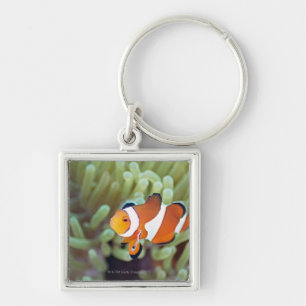 Porte-clés Anemonefish 4 de clown