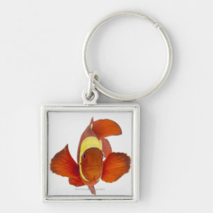 Porte-clés anemonefish d'Épine-joue (biaculeatus de Premnas)