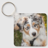 Porte-clés Animaux de bébés cutest | Australian Shepherd Pupp (Recto)
