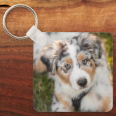 Porte-clés Animaux de bébés cutest | Australian Shepherd Pupp (Recto)