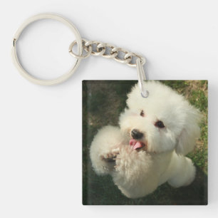 Porte-clés Animaux domestiques, chien, caniche