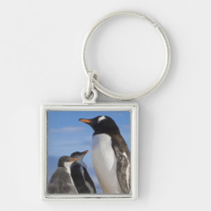 Porte-clés Antarctique, Anse Neko (Port). Manchot gentoo 2