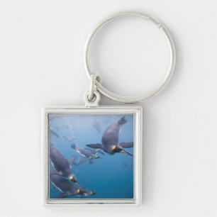 Porte-clés Antarctique, île de Géorgie du Sud (Royaume-Uni),