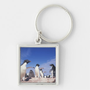 Porte-clés Antarctique, Manchot Adélie Pygoscelis