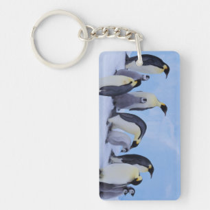 Porte-clés Antarctique, Manchots empereurs