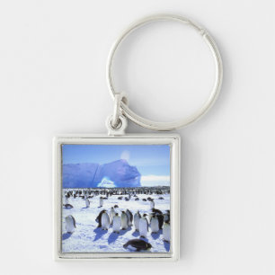 Porte-clés Antarctique, péninsule Antarctique, mer de Weddell