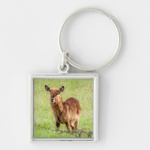 Porte-clés Antilope Waterbuck de brun de jeunes des images