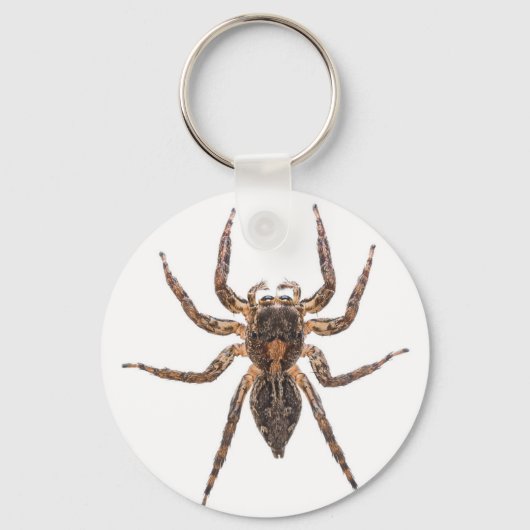 Porte-clés Araignée de saut pantropicale (Recto)