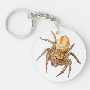 Porte-clés Araignée sauteuse dimorphe (Maevia inclemens)