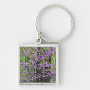 Porte-clés Arbres Redbud en pleine floraison printanière près