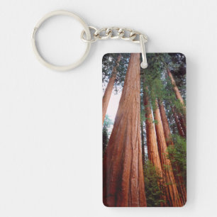 Porte-clés Arbres séquoias géants à feuilles persistantes