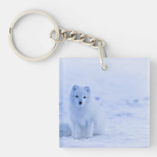 Porte-clés Arctic Fox, Islande, photo,