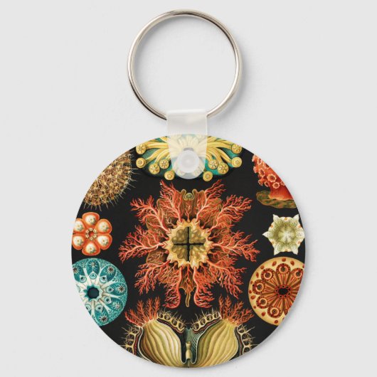 Porte-clés Ascidiae, Seescheiden Marine Life par Ernst Haecke (Recto)