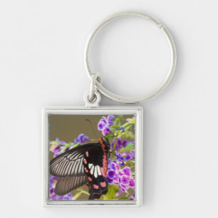 Porte-clés Asie du Sud-Est, Thaïlande, Doi Inthanon, Papilio