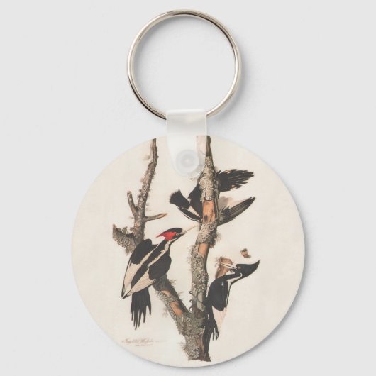 Porte-clés Audubon Ivory-Billed (Recto)