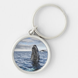 Porte-clés Baie d'espoir de Spyhops   de baleine de bosse,