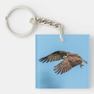 Porte-clés Balbuzard pêcheur en vol au Honeymoon Island State