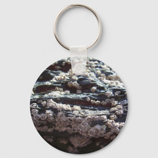 Porte-clés Barnacles 2 (Recto)