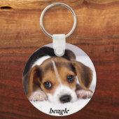 Porte-clés beagle-chiots-papier peint-11.jpg, beagle (Recto)