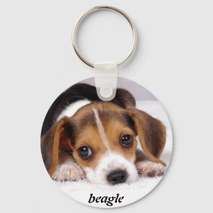 Porte-clés beagle-puppies-wallpaper-11.jpg, beagle