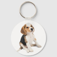 Beagle Puppy