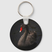 Beau cygne noir avec un bec rouge vif