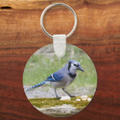 Porte-clés Beau Jay bleu (Recto)