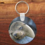 Porte-clés Bébé lion de mer, îles Galapagos (Recto)