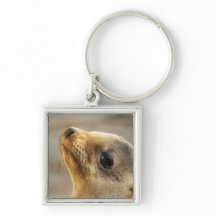 Bébé Otarie Visage