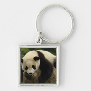 Porte-clés Bébé panda géant (Ailuropoda melanoleuca)