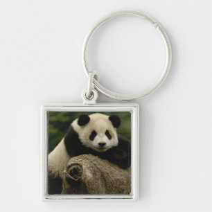 Porte-clés Bébé panda géant (Ailuropoda melanoleuca)
