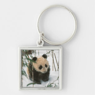 Porte-clés Bébé panda sur la neige, Wolong, Sichuan, Chine