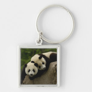 Porte-clés Bébés de panda géant Ailuropoda melanoleuca)