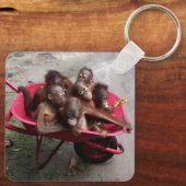 Porte-clés Bébés d'Orangoutan (Verso)