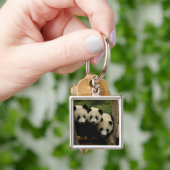 Porte-clés Bébés panda géant Ailuropoda melanoleuca) (main)