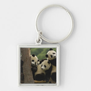 Porte-clés Bébés panda géant Ailuropoda melanoleuca)